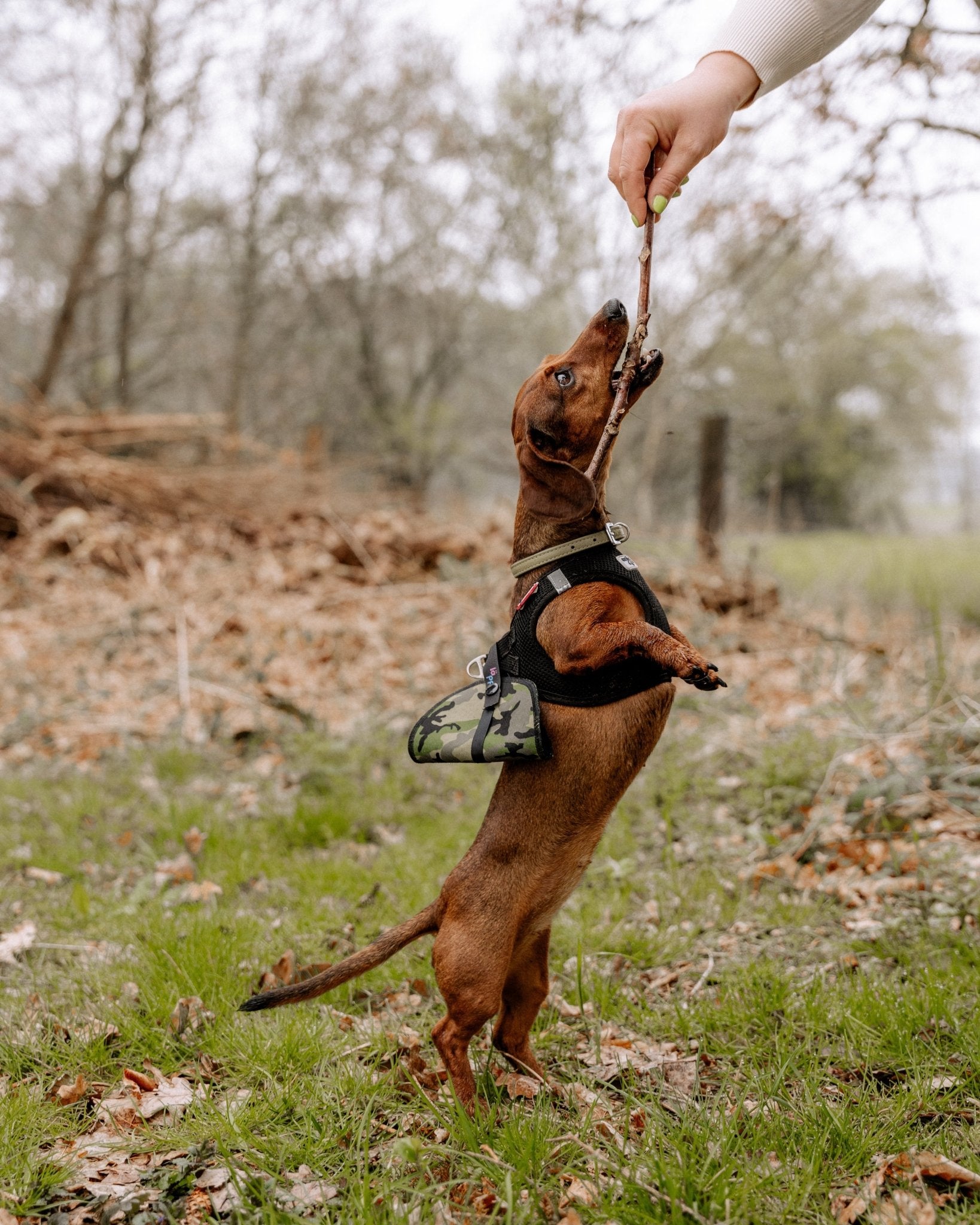 Läppie - Fläckie - Läppie