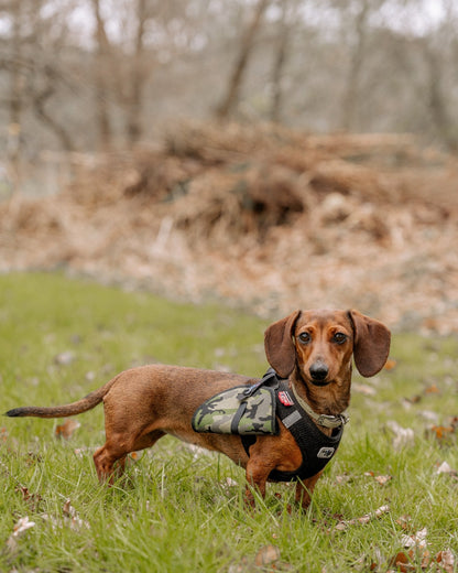 Läppie - Fläckie - Läppie